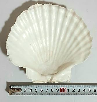超特大タカラ貝11x7x6cm 特大ヤツシロ貝15x10x7cm 超特大タカラ貝11x7x6cm 特大ヤツシロ貝15x10x7cm 超特大タカラ